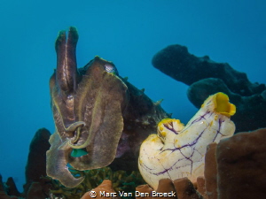 cuttle fish making bubbels by Marc Van Den Broeck 